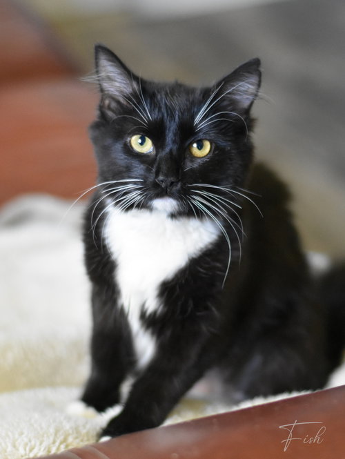 picture of the cat needing adoption
