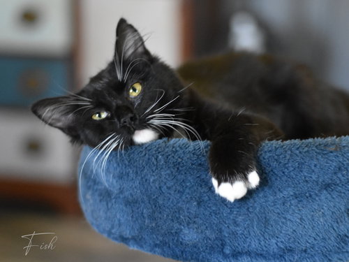 Fish, an adoptable Domestic Medium Hair in Montgomery, TX