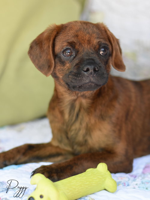 picture of the dog needing adoption