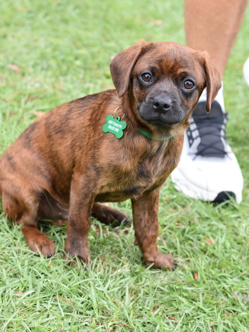 picture of the dog needing adoption