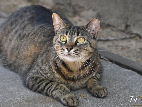 TJ, Young Domestic Medium Hair / Mixed (medium coat), cat for adoption in Huntsville, Texas