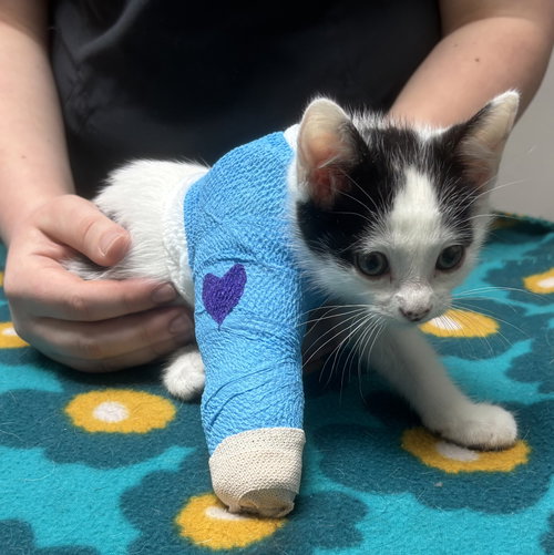 Bubbles, an adoptable Domestic Medium Hair in Montgomery, TX