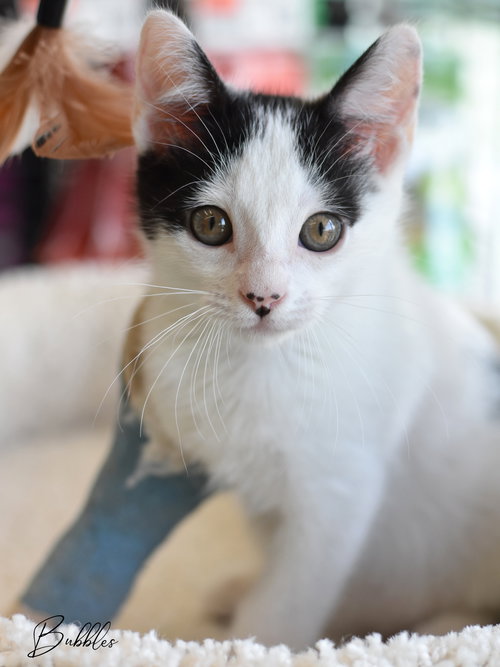Bubbles, Baby Domestic Medium Hair / Mixed (medium coat), cat for adoption in Huntsville, Texas