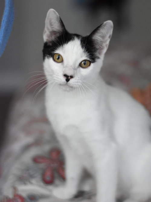 Bubbles, Baby Domestic Short Hair / Mixed (medium coat), cat for adoption in Huntsville, Texas