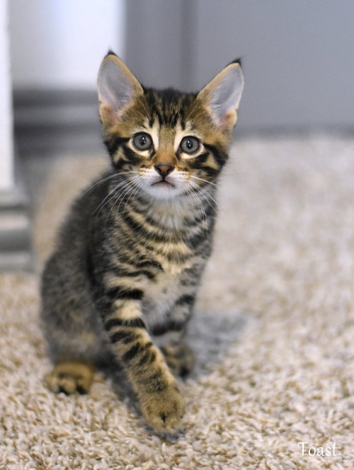 Toast, Domestic Medium Hair / Mixed (medium coat), cat for adoption in Huntsville, Texas
