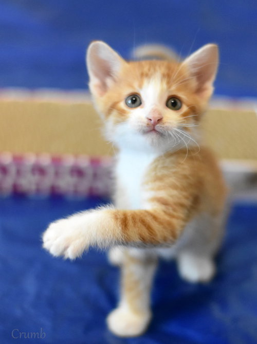 Crumb, Domestic Medium Hair / Mixed (medium coat), cat for adoption in Huntsville, Texas