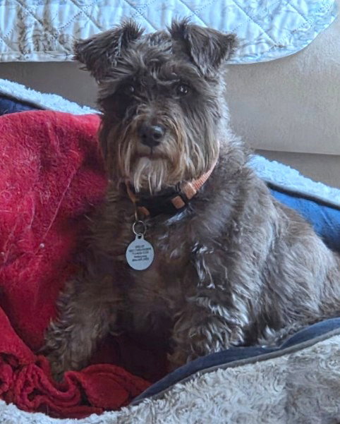 Shelby, an adoptable Schnauzer in Montgomery, TX