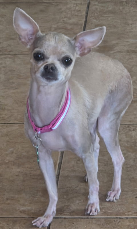 Winnie, an adoptable Chihuahua in Montgomery, TX