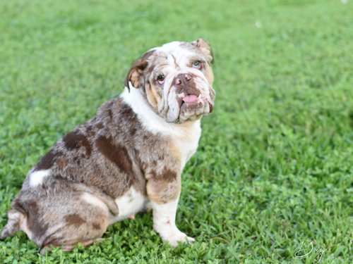 Daisy, an adoptable English Bulldog in Montgomery, TX