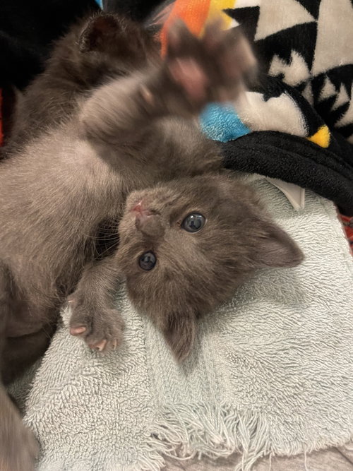 Tink, an adoptable Russian Blue in Montgomery, TX