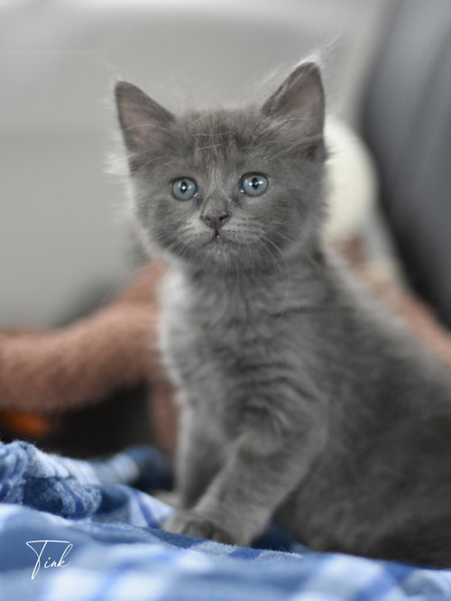 Tink, Russian Blue / Domestic Medium Hair / Mixed (medium coat), cat for adoption in Bryan, Texas