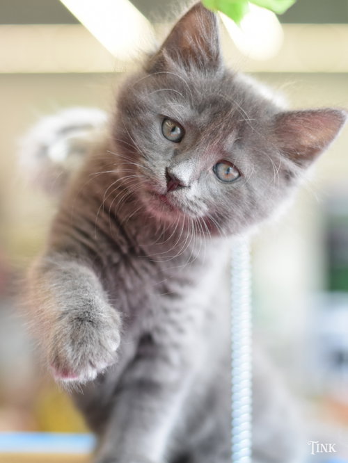 Tink, Russian Blue / Domestic Medium Hair / Mixed (medium coat), cat for adoption in Huntsville, Texas