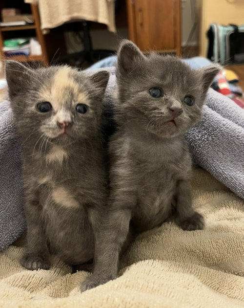 Georgia, an adoptable Domestic Medium Hair in Montgomery, TX