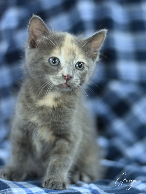 Georgia, Baby Domestic Medium Hair / Russian Blue / Mixed (medium coat), cat for adoption in Bryan, Texas