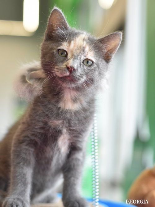 Georgia, Baby Domestic Medium Hair / Russian Blue / Mixed (medium coat), cat for adoption in Huntsville, Texas