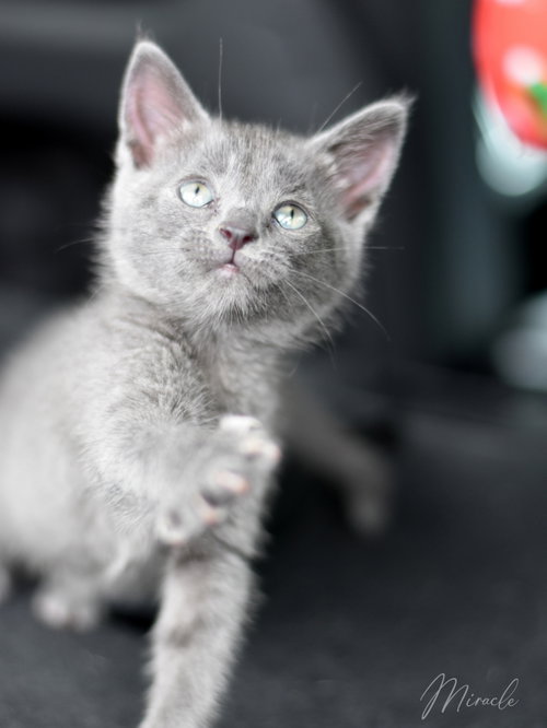 Miracle, Baby Russian Blue / Mixed (medium coat), cat for adoption in Bryan, Texas