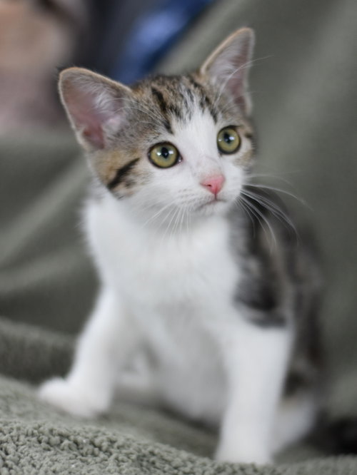 Artie, Baby Domestic Medium Hair / Mixed (medium coat), cat for adoption in Bryan, Texas