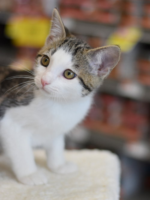 Artie, Baby Domestic Medium Hair / Mixed (medium coat), cat for adoption in Huntsville, Texas