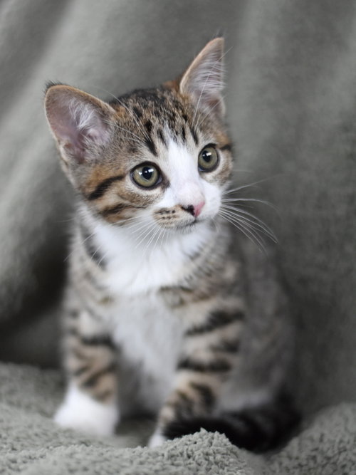 Ashley, Baby Domestic Medium Hair / Mixed (medium coat), cat for adoption in Bryan, Texas