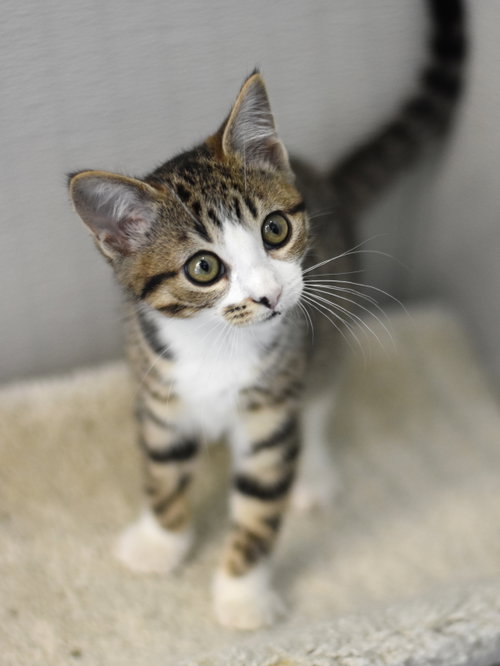Ashley, Baby Domestic Medium Hair / Mixed (medium coat), cat for adoption in Huntsville, Texas