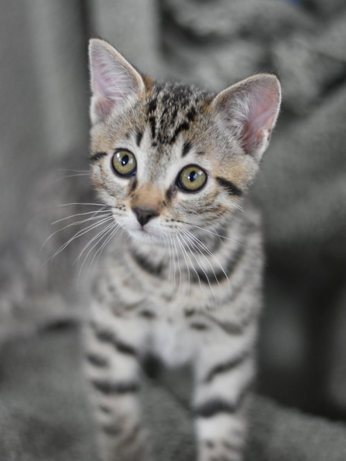 Atlas, Baby Domestic Medium Hair / Mixed (medium coat), cat for adoption in Bryan, Texas