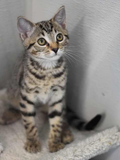 Atlas, Baby Domestic Medium Hair / Mixed (medium coat), cat for adoption in Huntsville, Texas