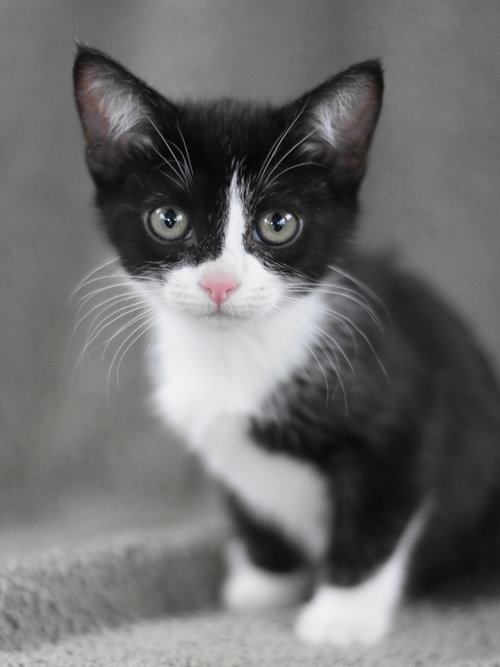 Annie, Baby Domestic Medium Hair / Mixed (medium coat), cat for adoption in Bryan, Texas