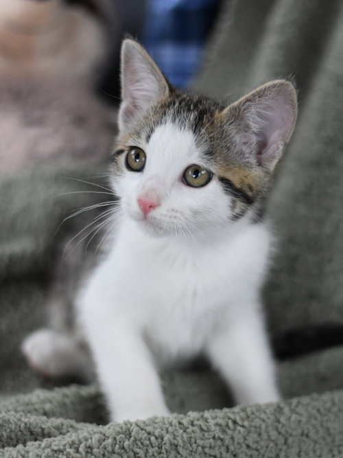 Abba, Baby Domestic Medium Hair / Mixed (medium coat), cat for adoption in Bryan, Texas