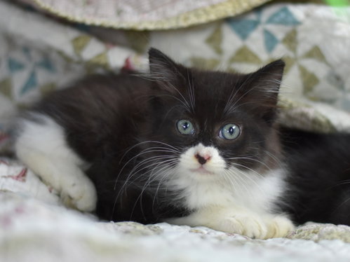 Boo, Baby Domestic Medium Hair / Mixed (medium coat), cat for adoption in Bryan, Texas