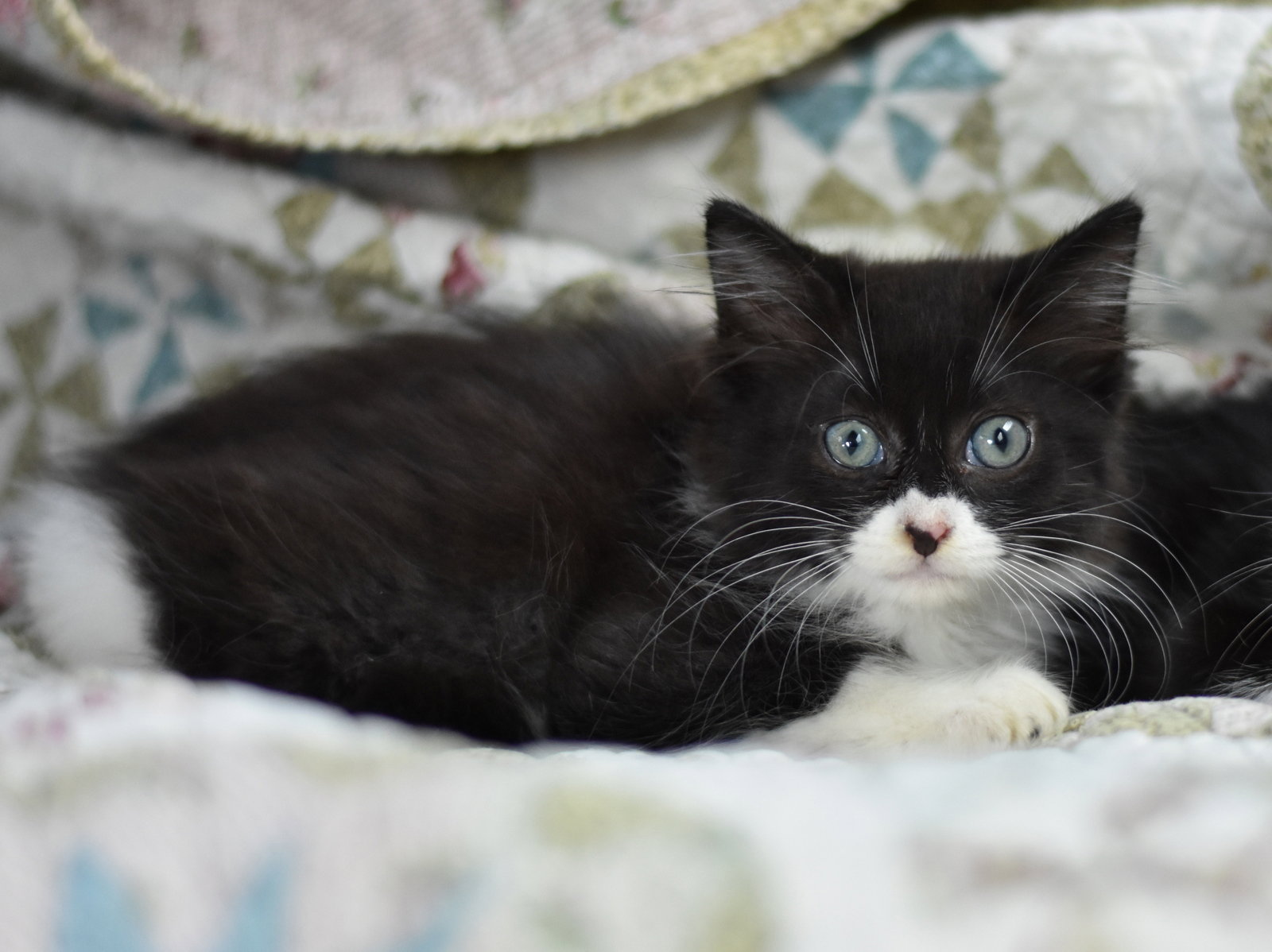 Boo, photo 10