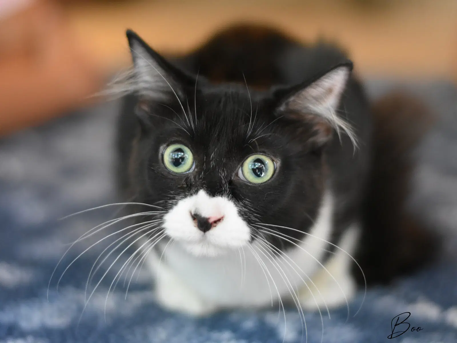 Boo - Domestic Medium Hair