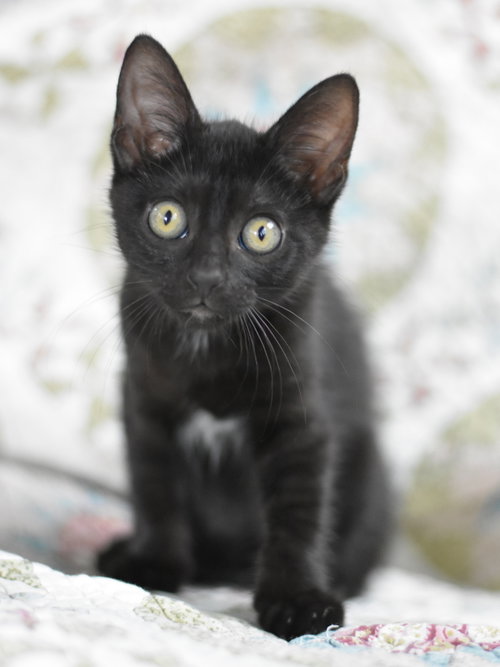 Babs, Baby Domestic Medium Hair / Mixed (short coat), cat for adoption in Bryan, Texas