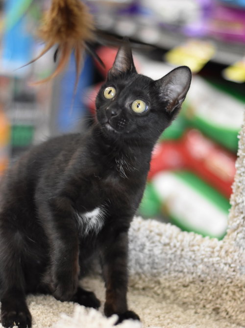 Bronx, Baby Domestic Medium Hair / Mixed (short coat), cat for adoption in Huntsville, Texas