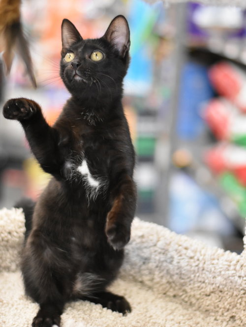 picture of the cat needing adoption
