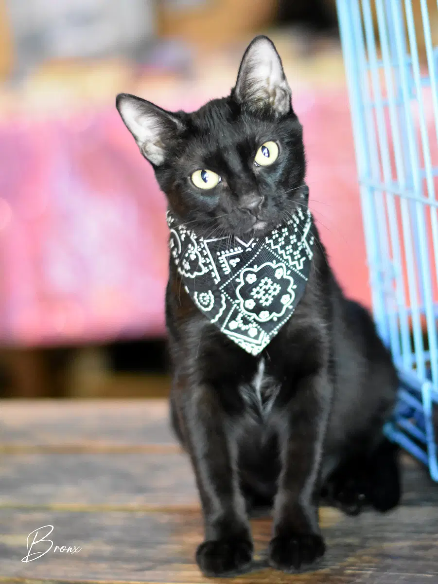 Bronx - Domestic Medium Hair