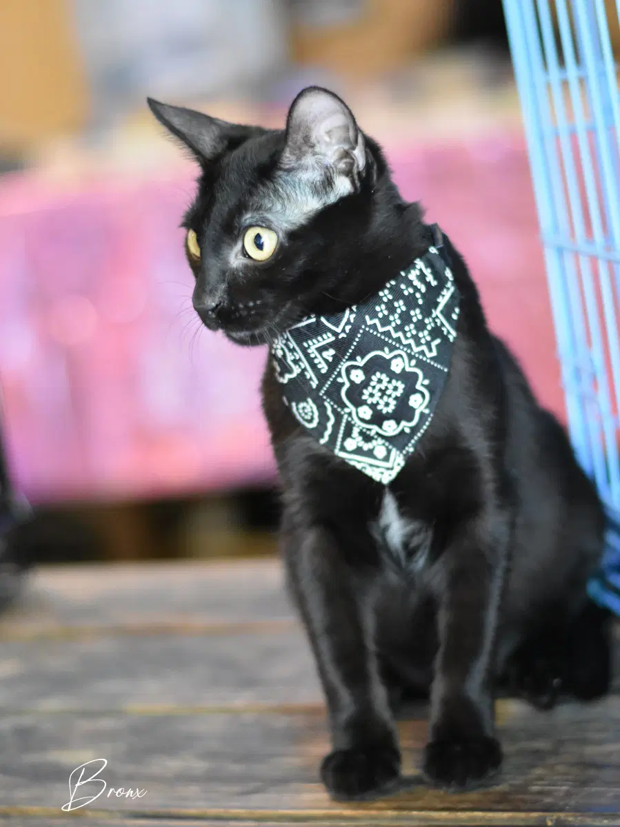 Bronx image 4