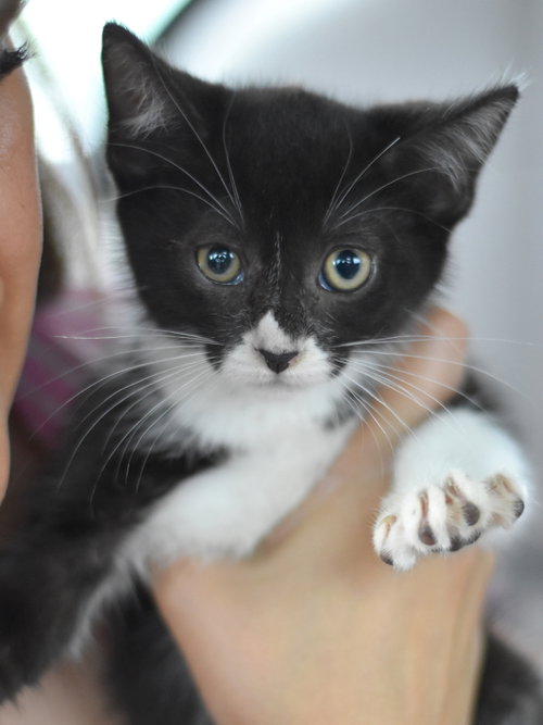 Bunny, Baby Domestic Medium Hair / Mixed (medium coat), cat for adoption in Bryan, Texas