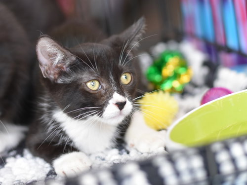 Bunny, Baby Domestic Medium Hair / Mixed (medium coat), cat for adoption in Huntsville, Texas