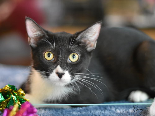 picture of the cat needing adoption