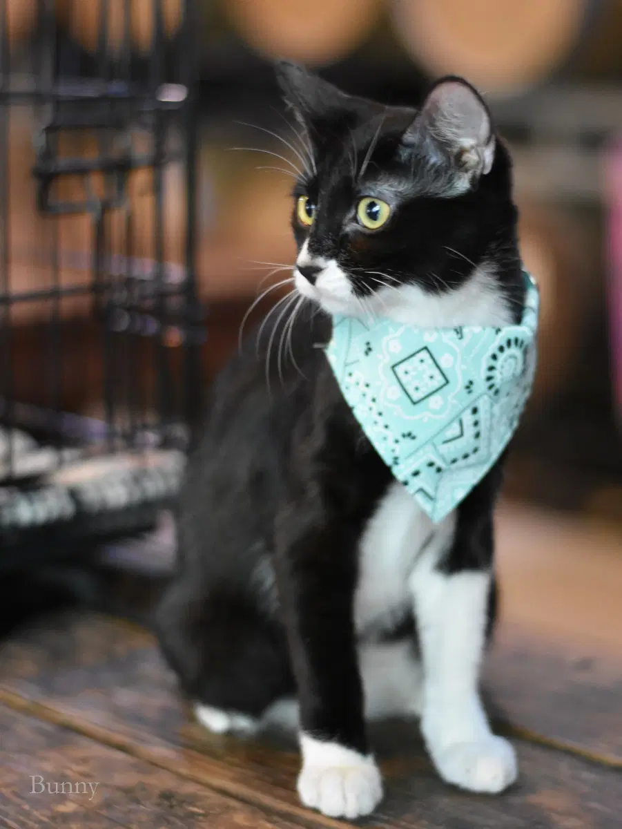 Bunny - Domestic Medium Hair
