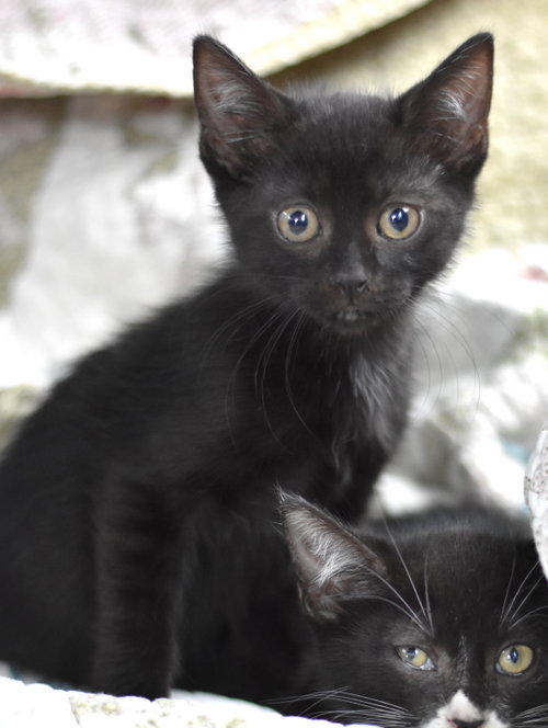 Binx, Domestic Medium Hair / Mixed (short coat), cat for adoption in Bryan, Texas