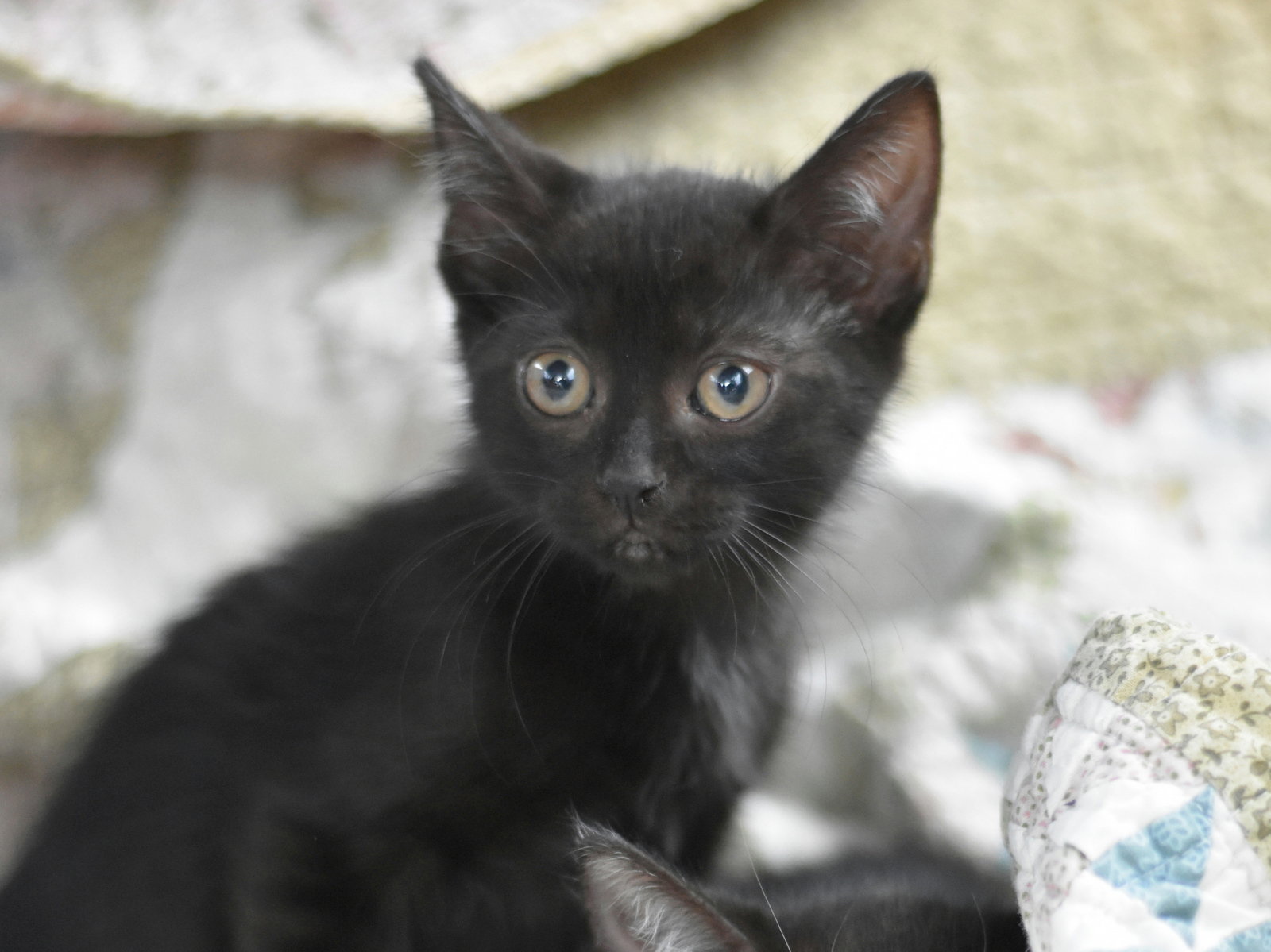 Binx, photo 12