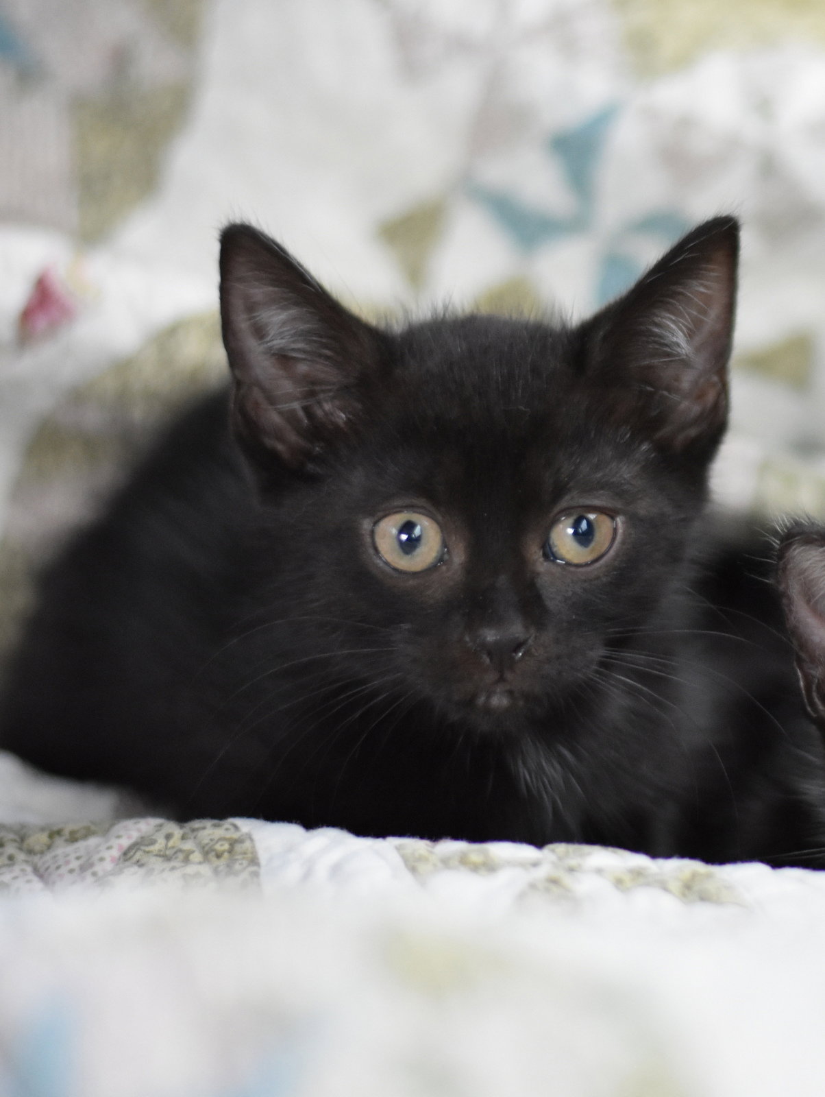 Binx, photo 13