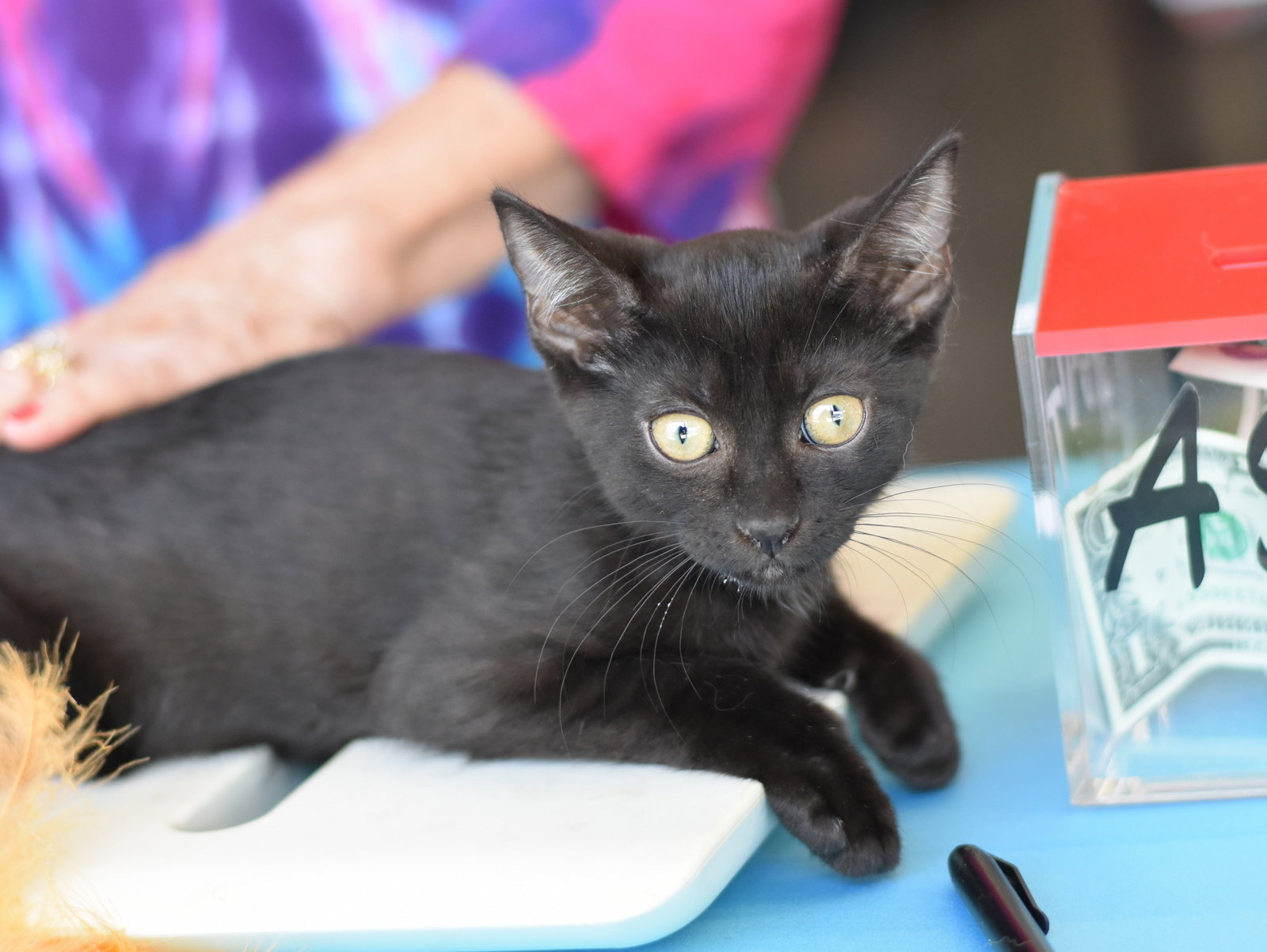 Binx, photo 7