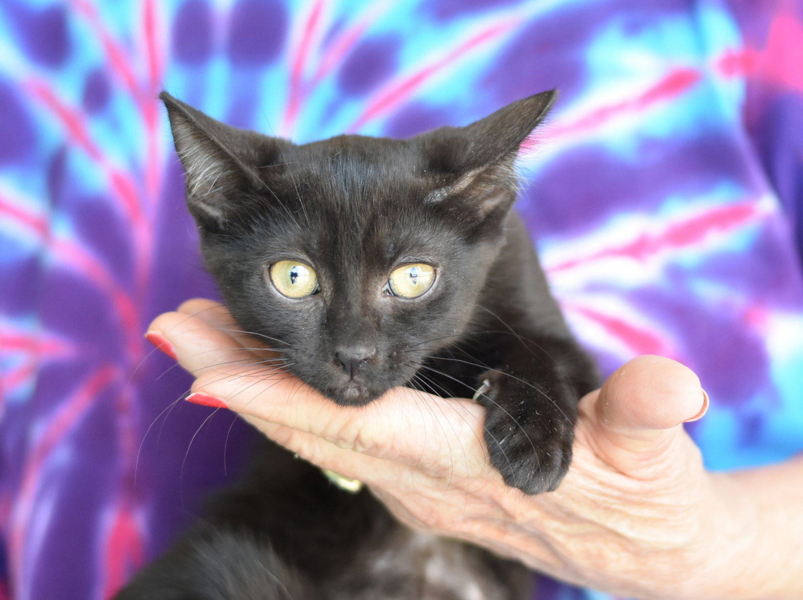 Binx, photo 9