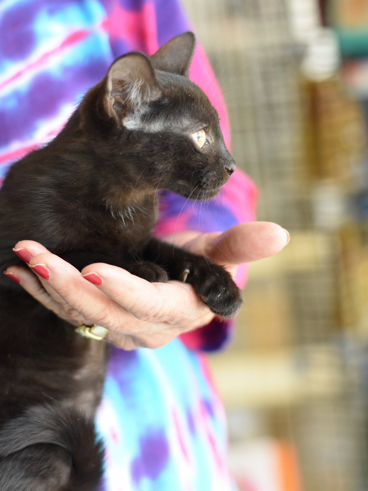 Binx, photo 10