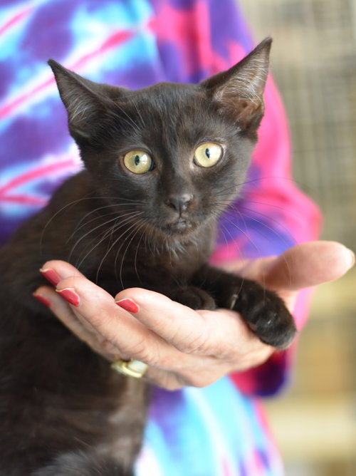 Binx, Domestic Medium Hair / Mixed (short coat), cat for adoption in Huntsville, Texas