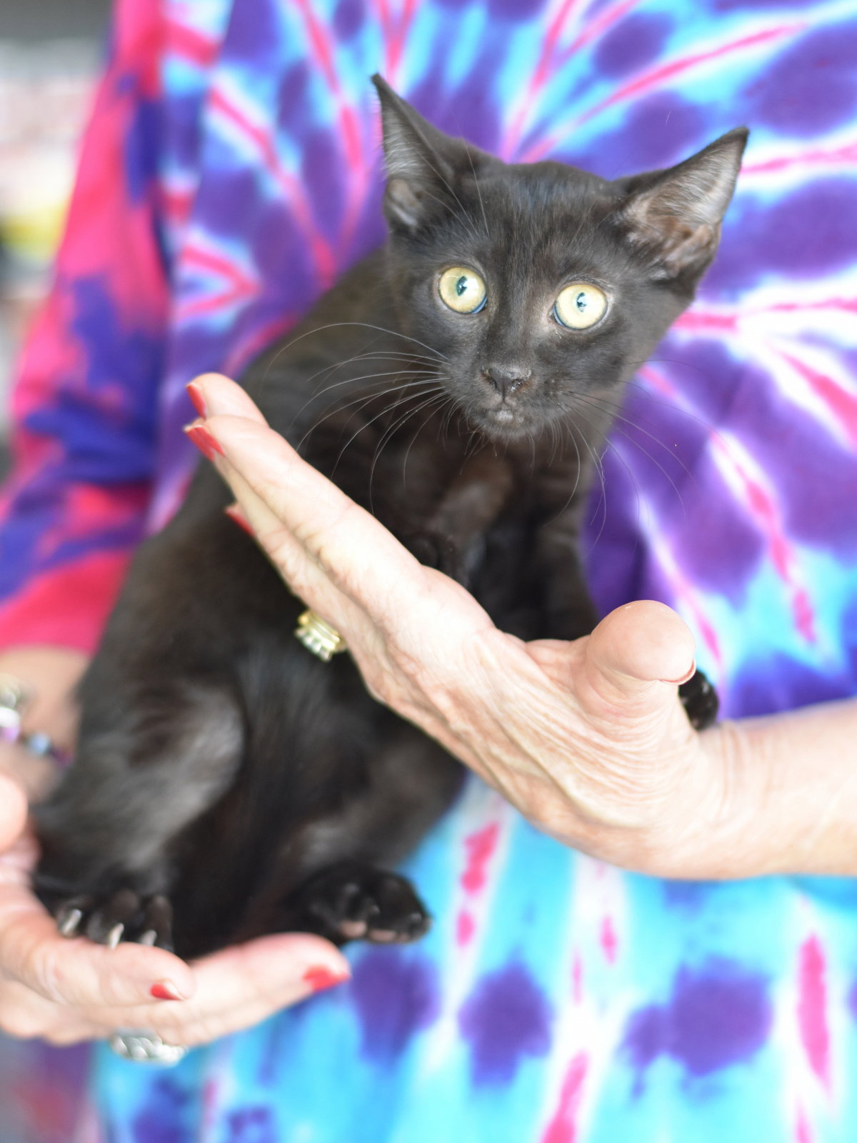 Binx, photo 8