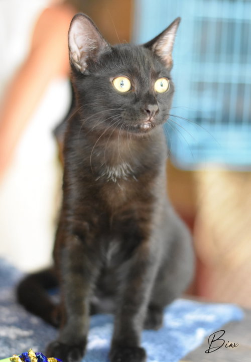 picture of the cat needing adoption