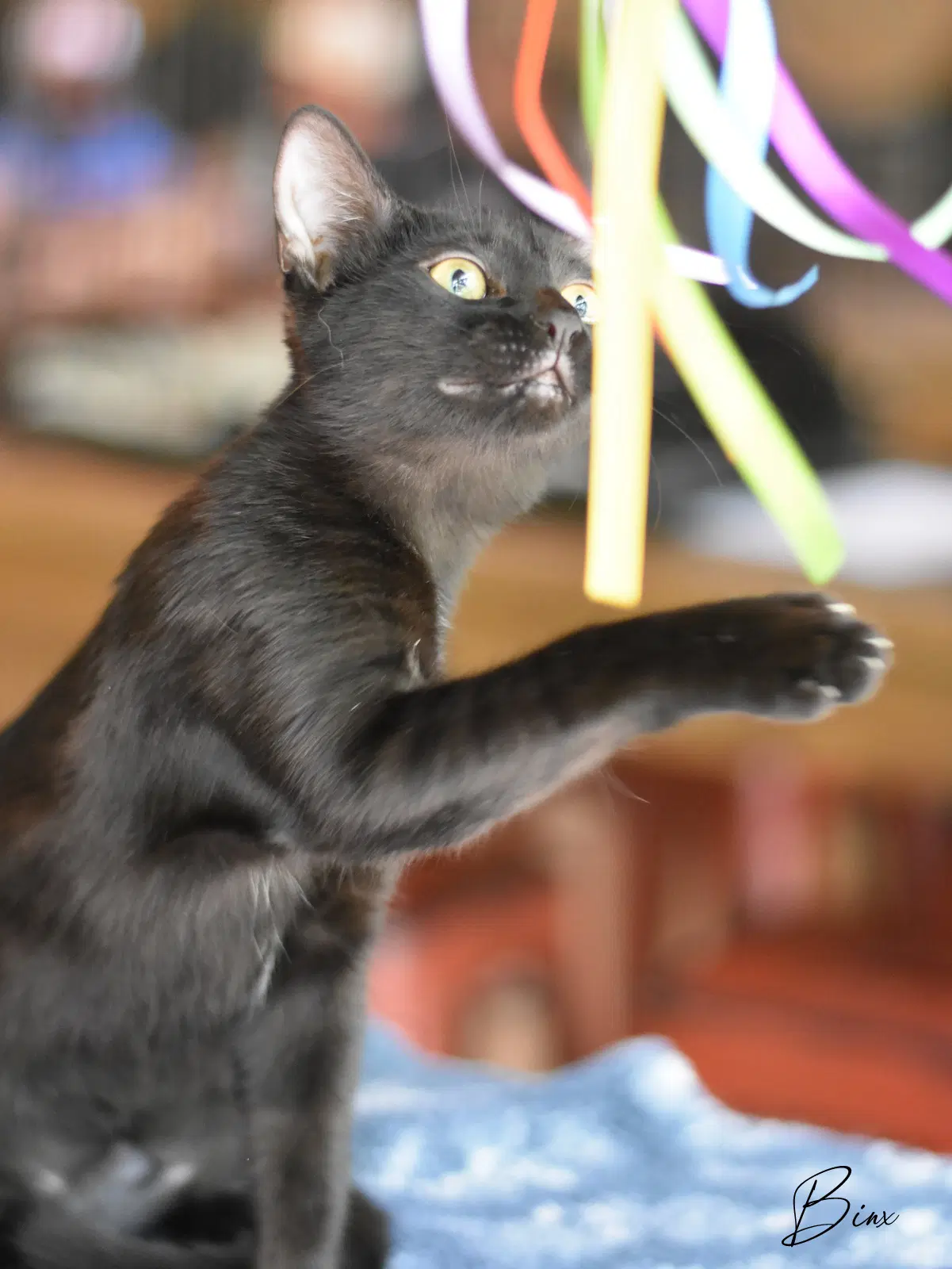 Binx image 4